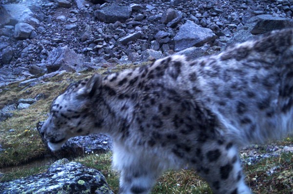 Mongolia Snow Leopard Expedition | 2022 Best Tour Ever!