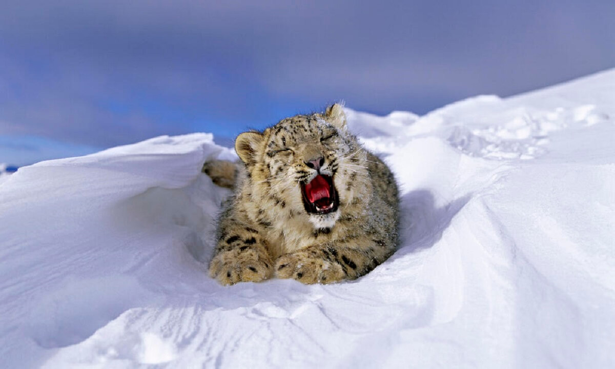 snow leopard roar