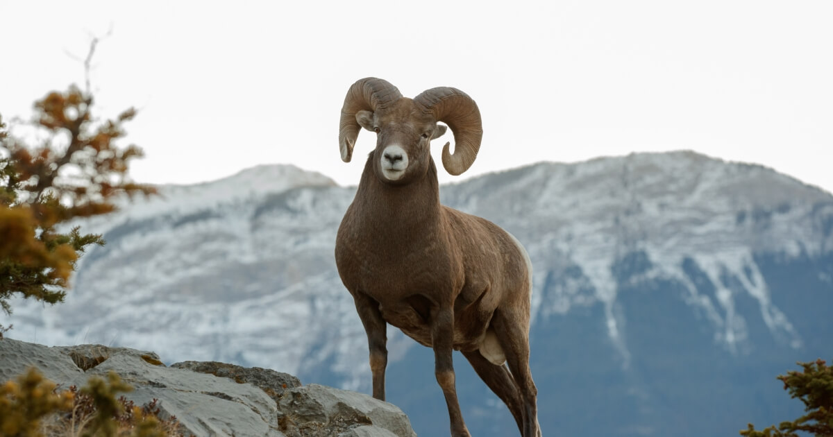 argali