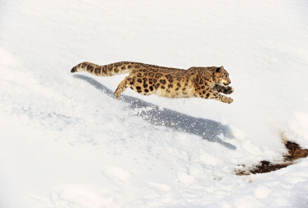 snow leopard long jump