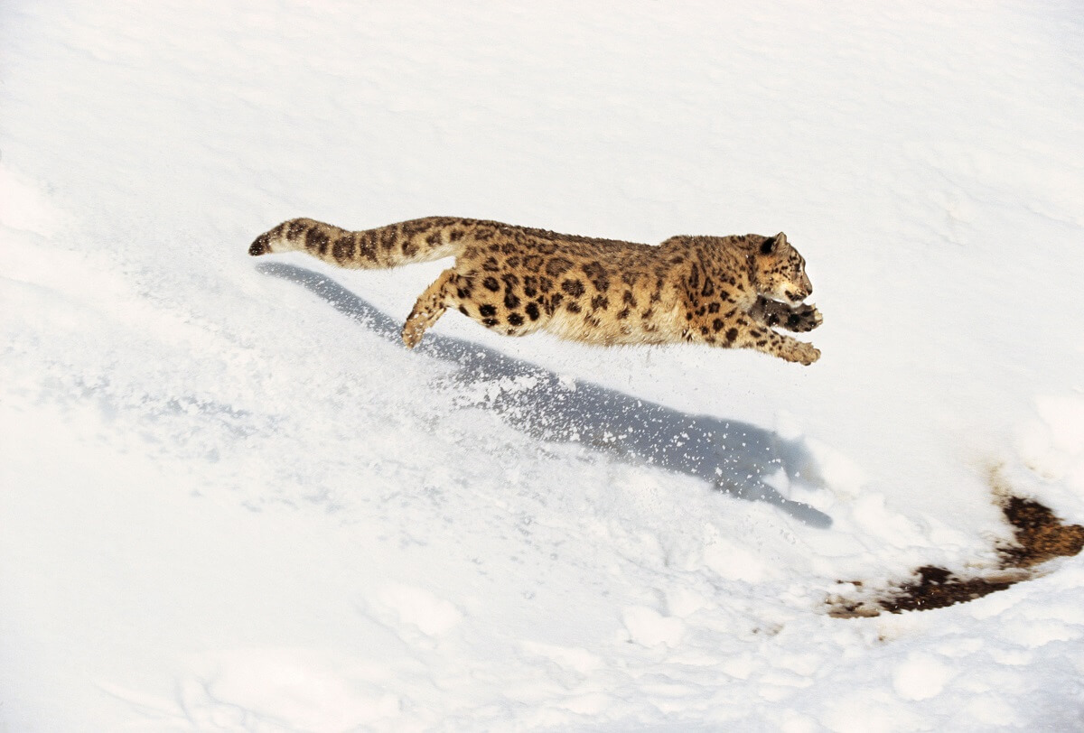 snow leopard long jump