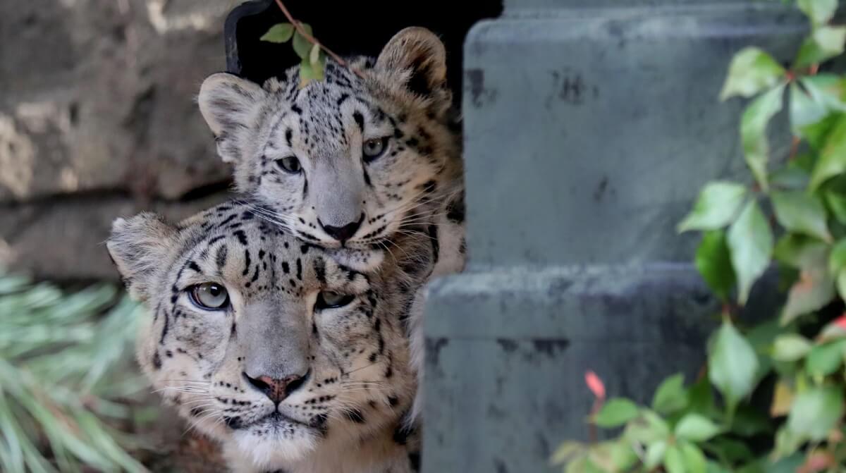 mother snow leopard