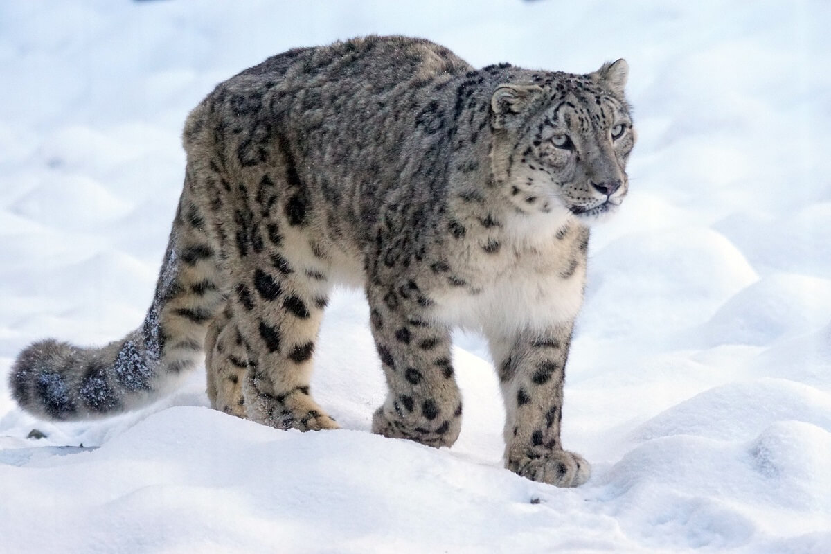 snow leopard altai mountains