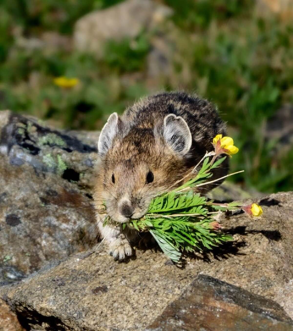 pika