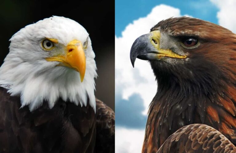 Golden eagle vs Bald eagle: A Comprehensive Comparison