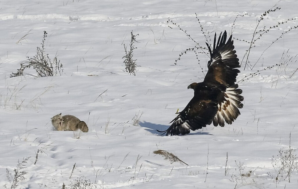 golden eagle hunting