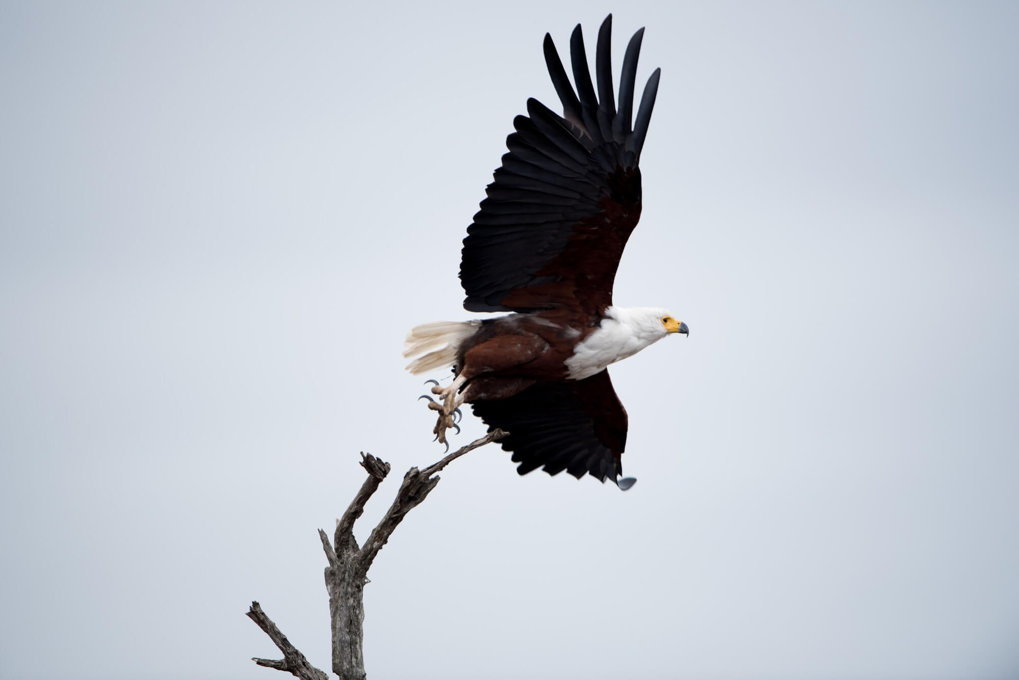 Harpy Eagle vs Bald Eagle: Contrasting Lords of the Skies - Discover Altai