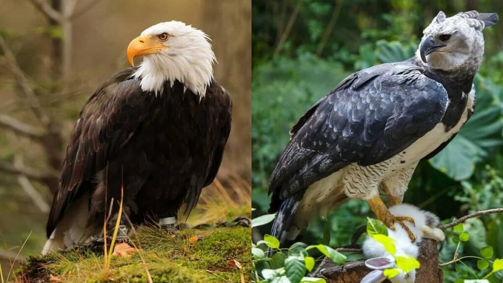 Bald-Eagle-vs.-Harpy-Eagle