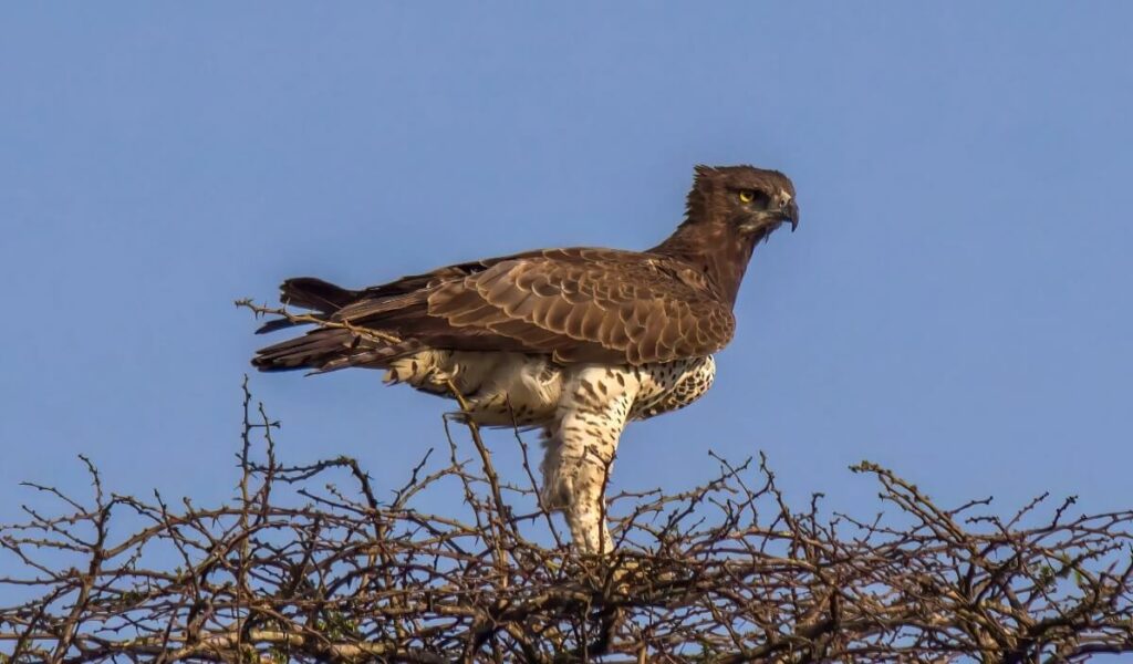 Martial Eagle