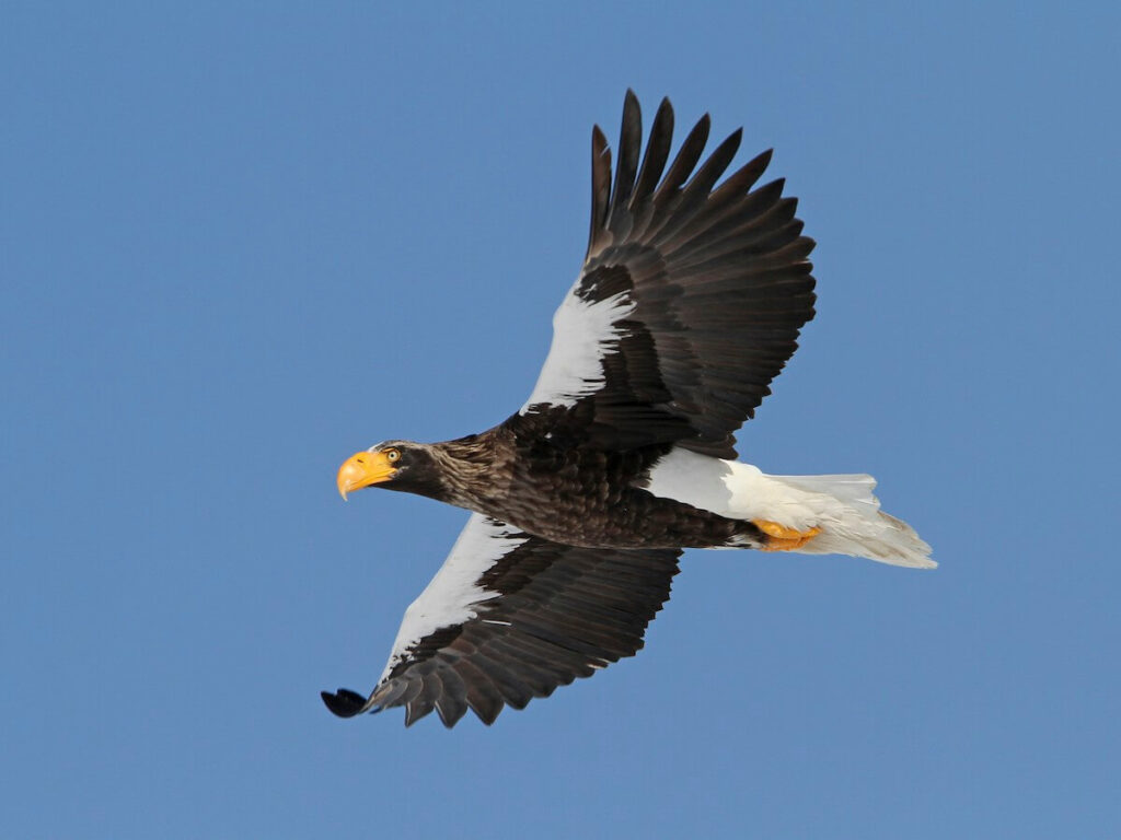 Stellers Sea Eagle