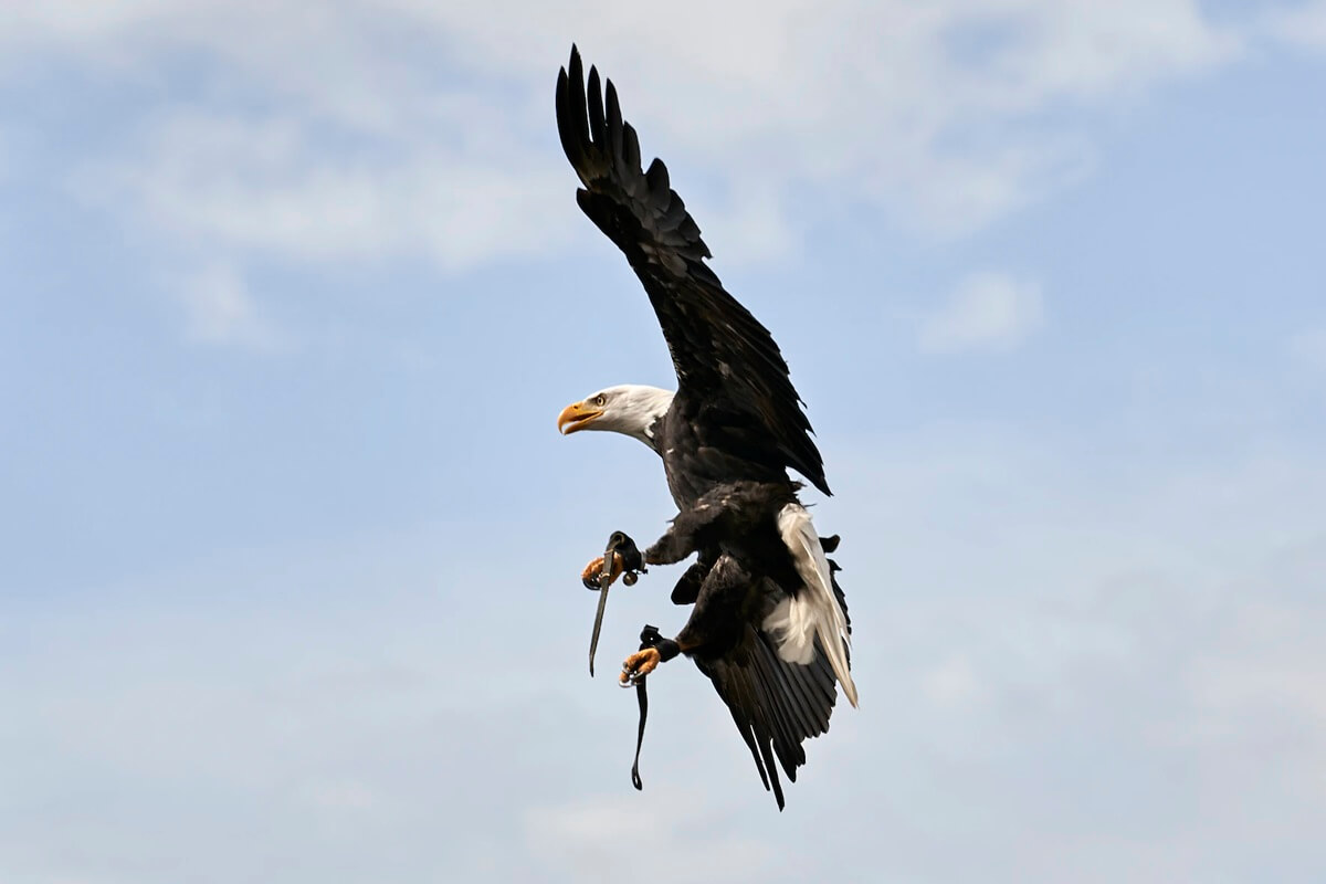 Bald eagle