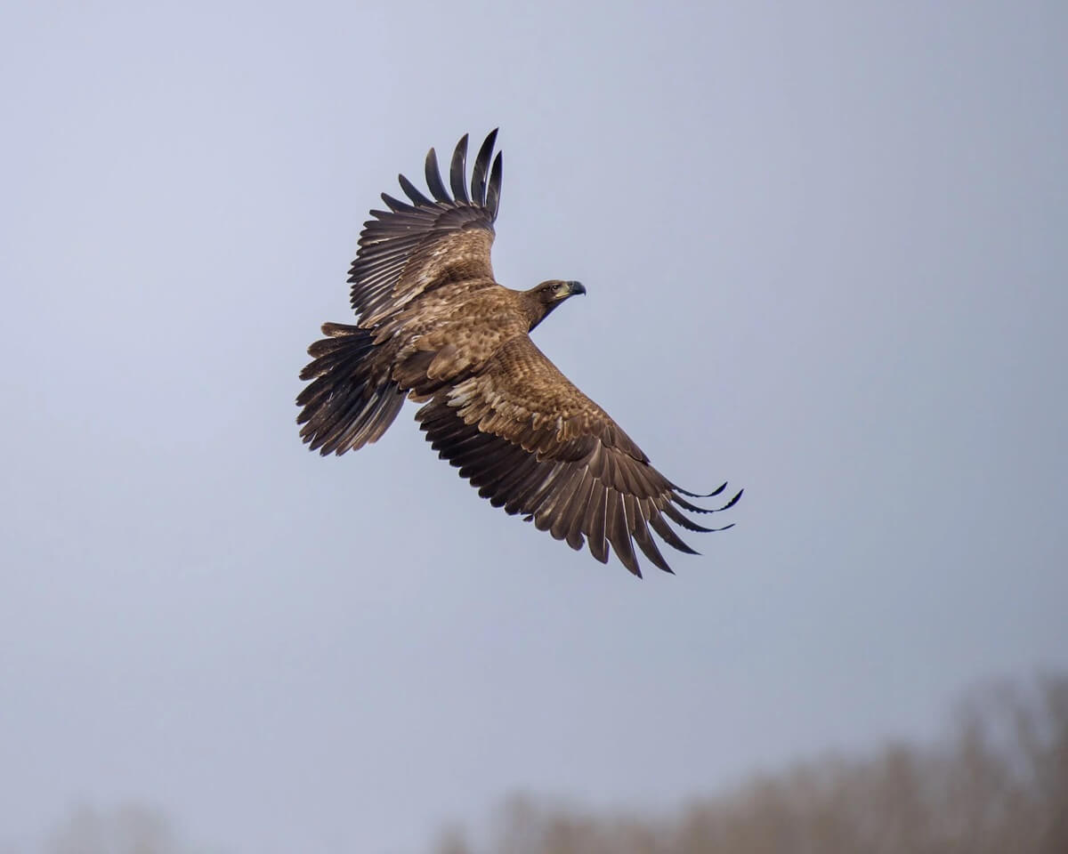 Flying eagle