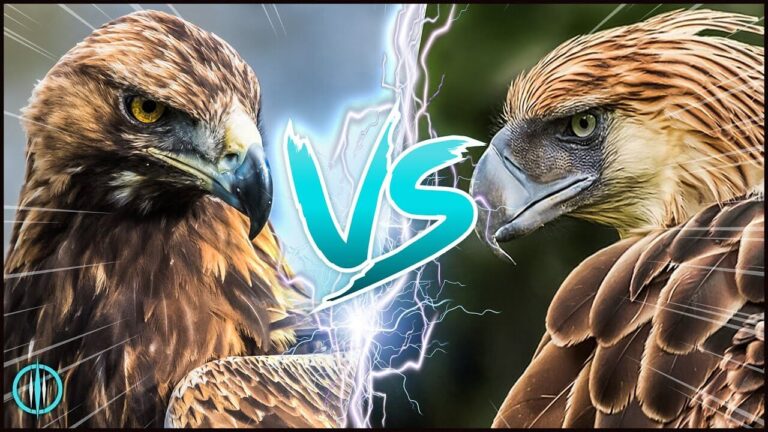 Philippine Eagle vs Golden Eagle