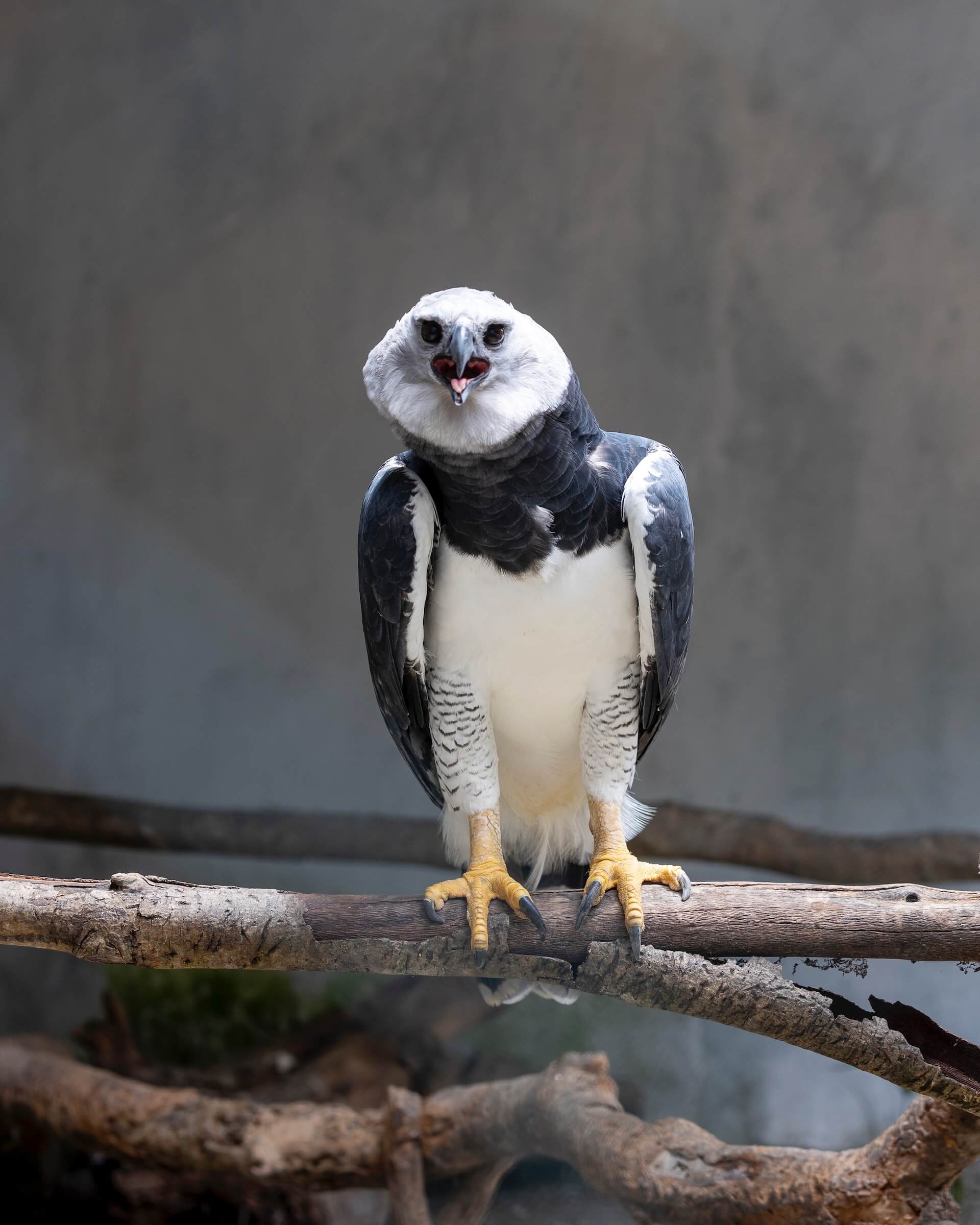 Just How Big and Powerful is the Harpy Eagle? - Avian Report
