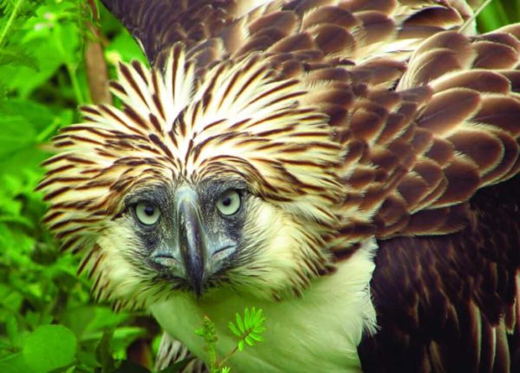 philippine eagle