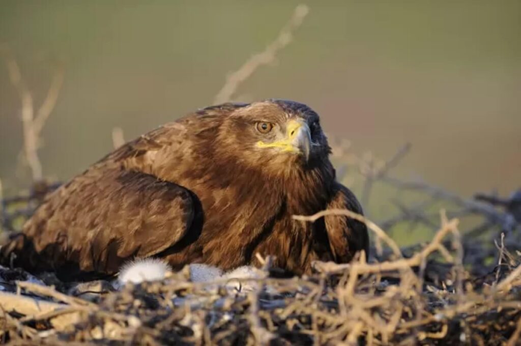 steppe eagle