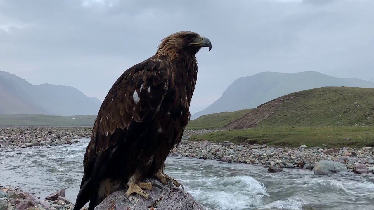 golden eagle