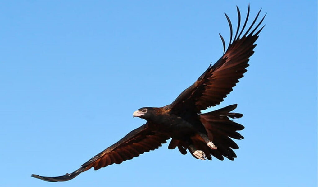 wedge tailed eagle 01