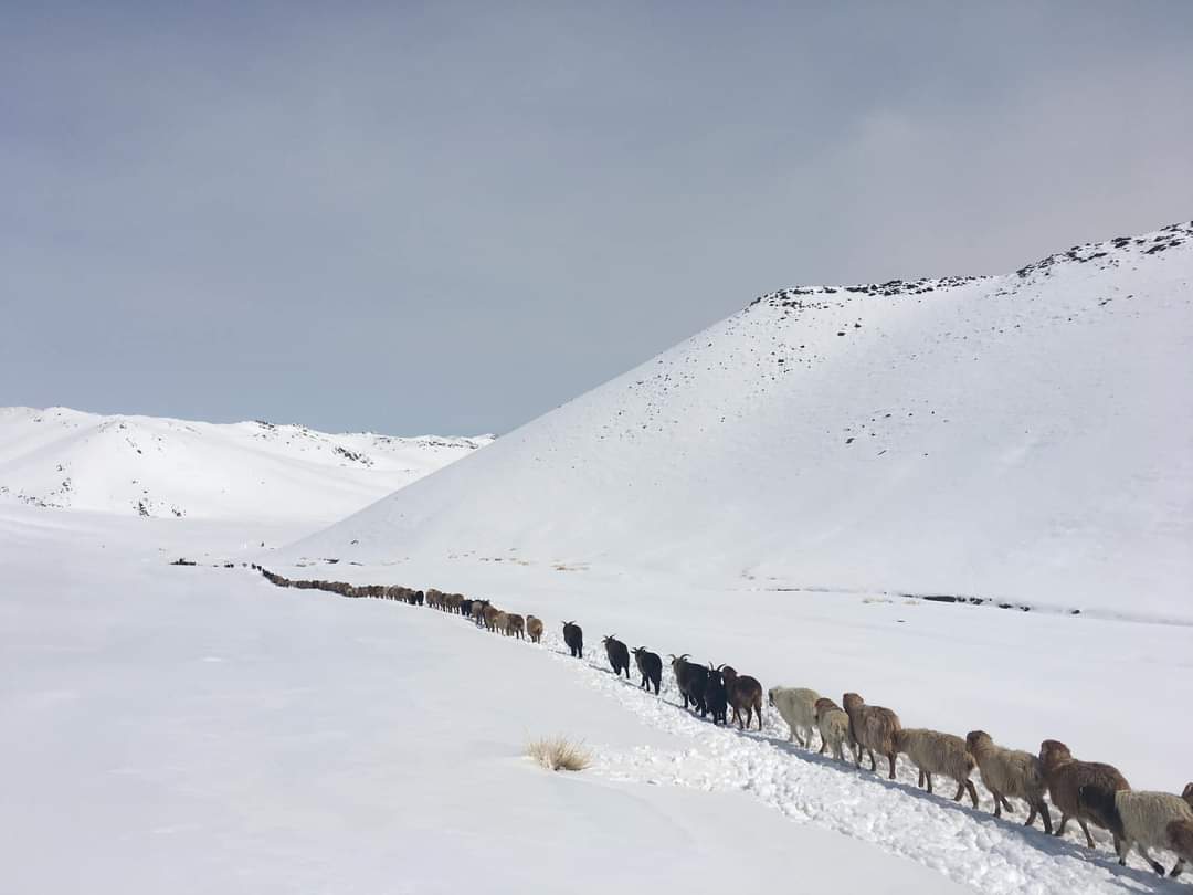 Migration in Altai 1