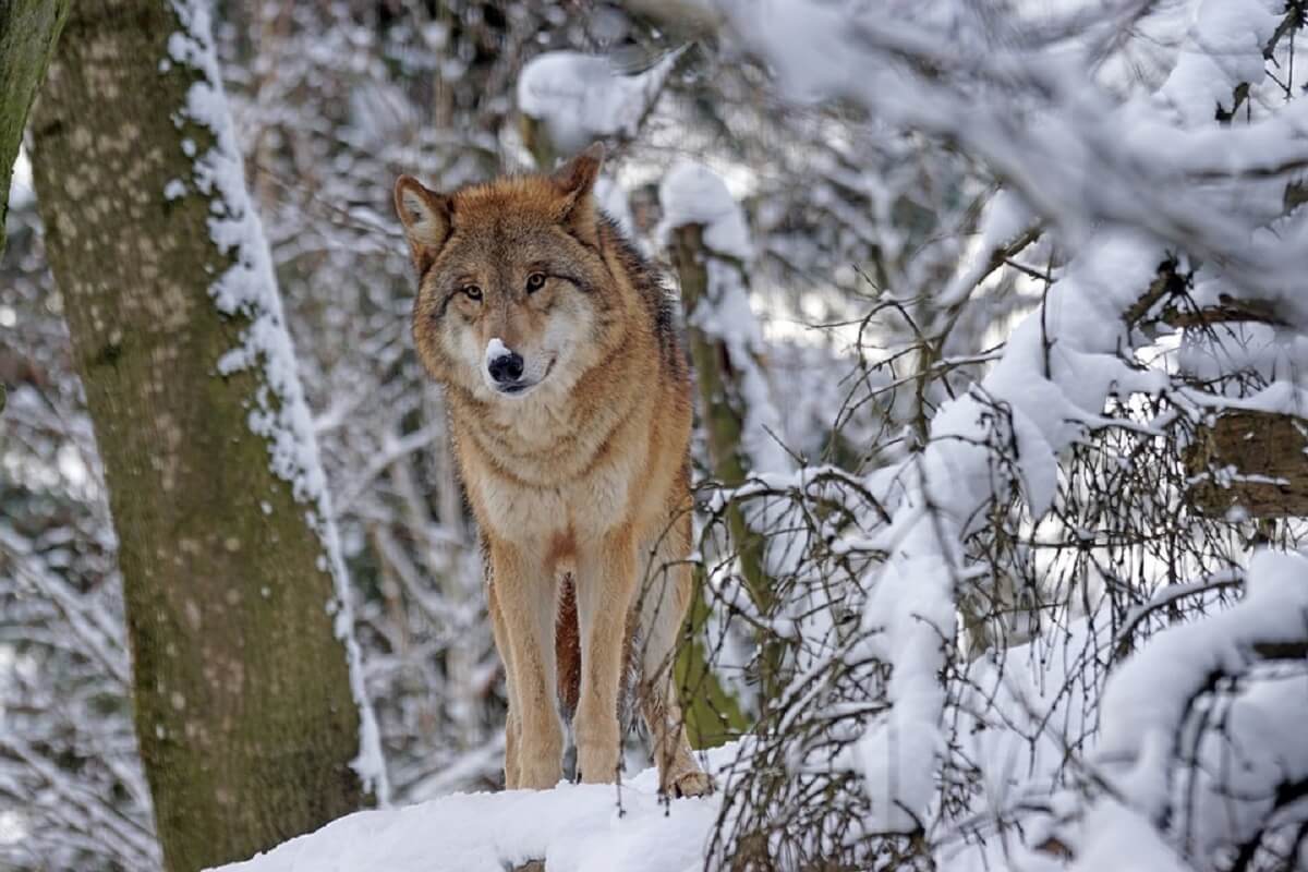 mongolian wolf