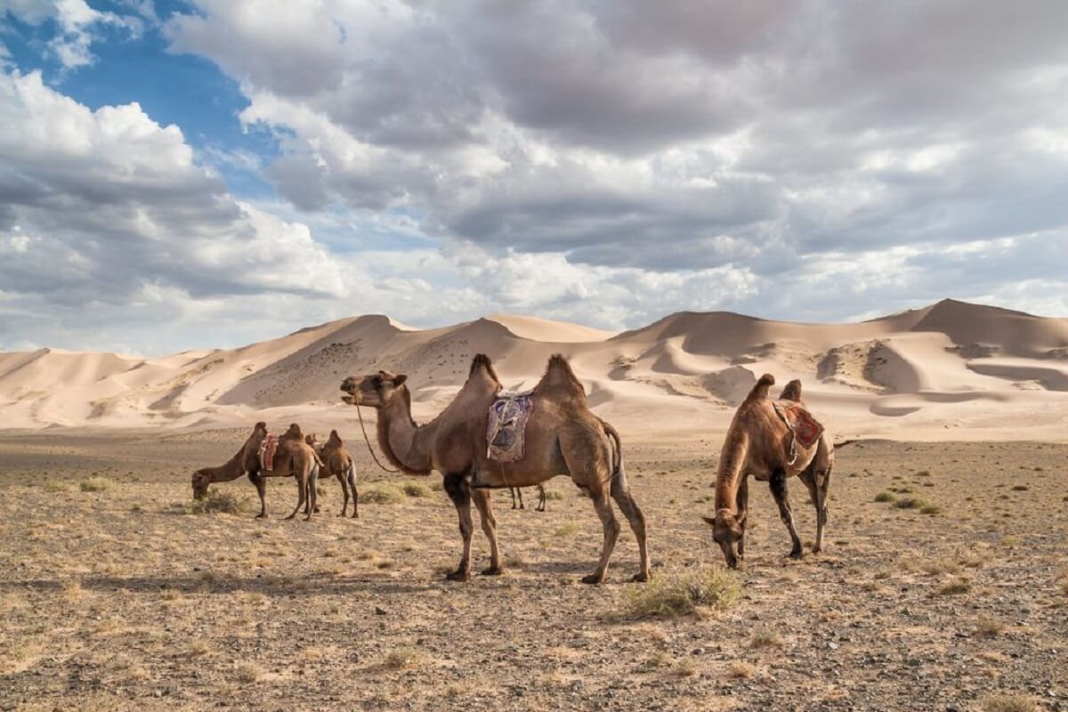 gobi gurvansaikhan national park