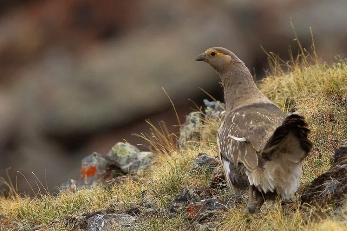 altai snowcock