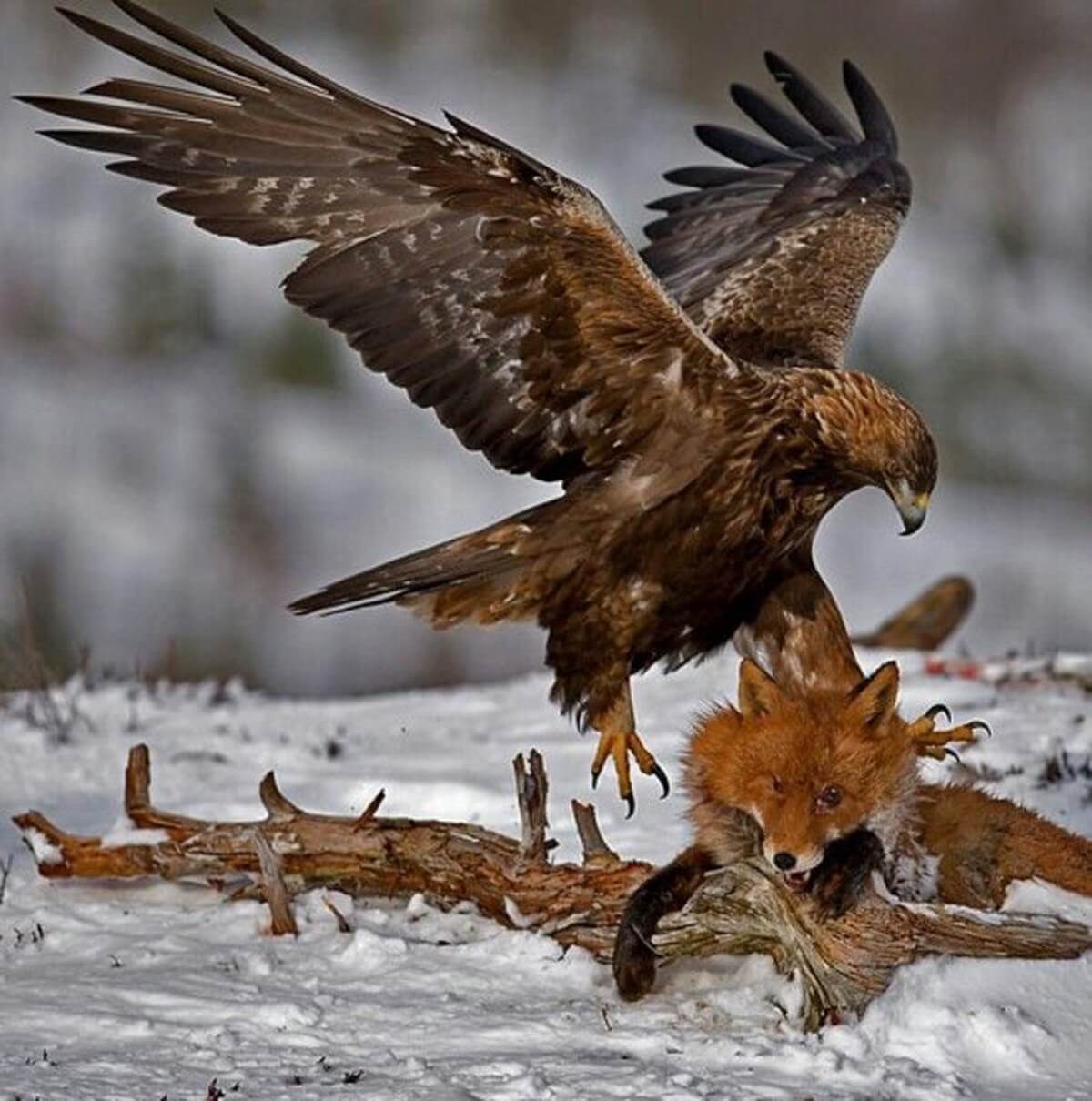 golden eagle hunts fox