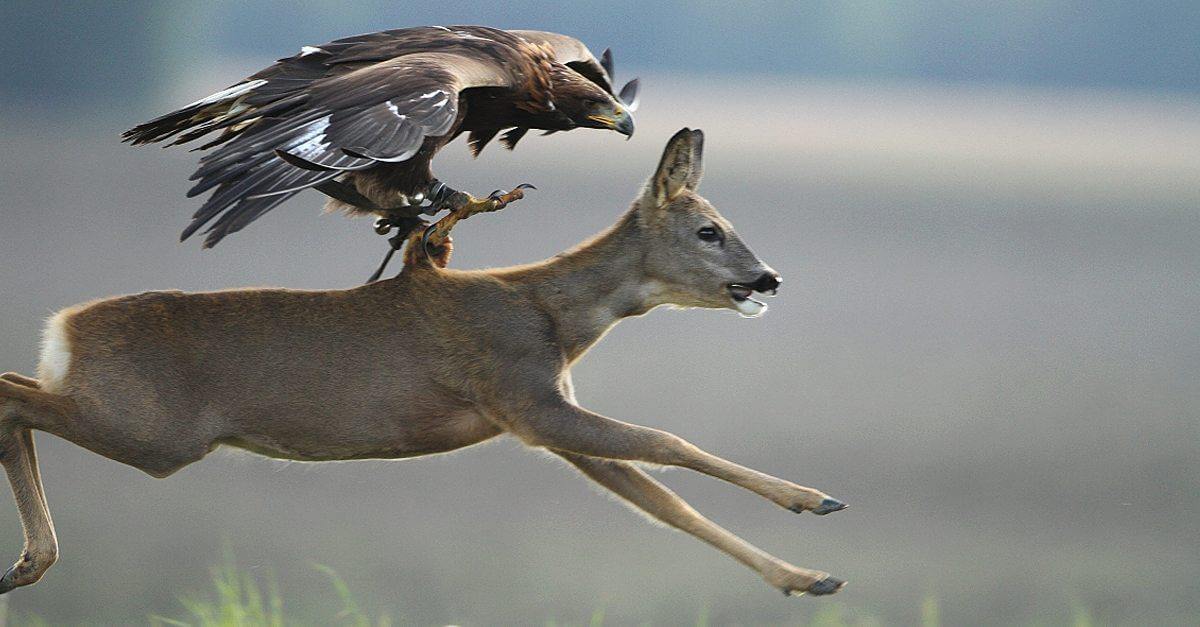 female golden eagle hunt