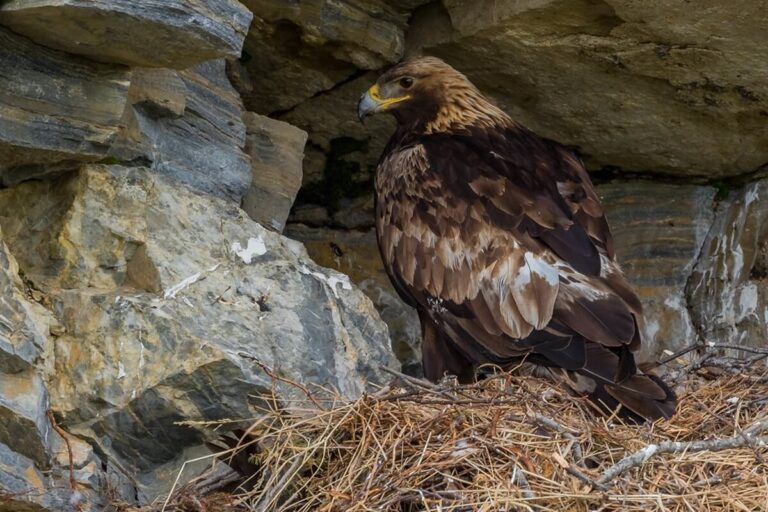 Golden Eagle Female: The Apex Predator of the Skies