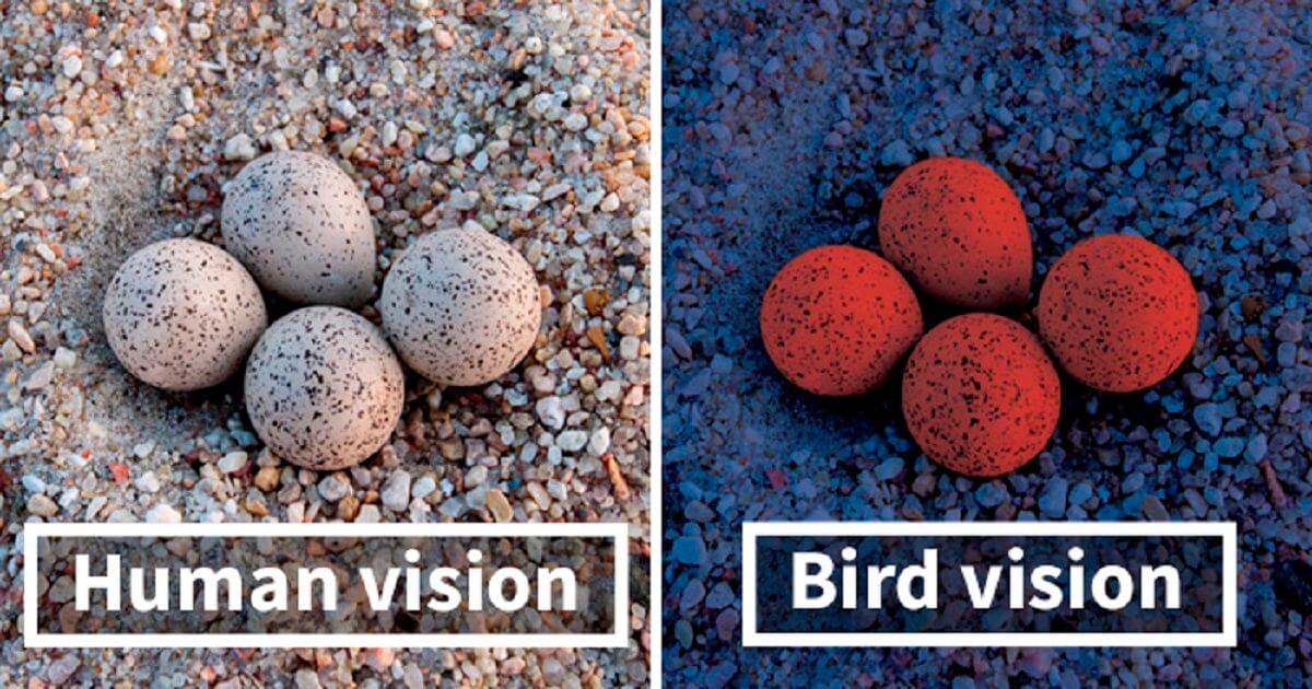 human vision vs eagle vision