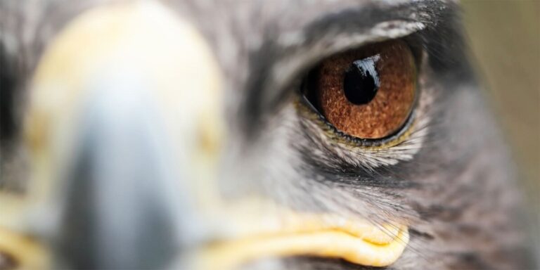 Eagle Vision vs. Human Vision