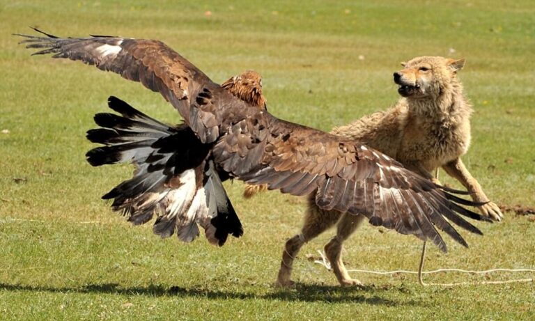 Hunting Wolves with Golden Eagles in Mongolia: A Unique Tradition