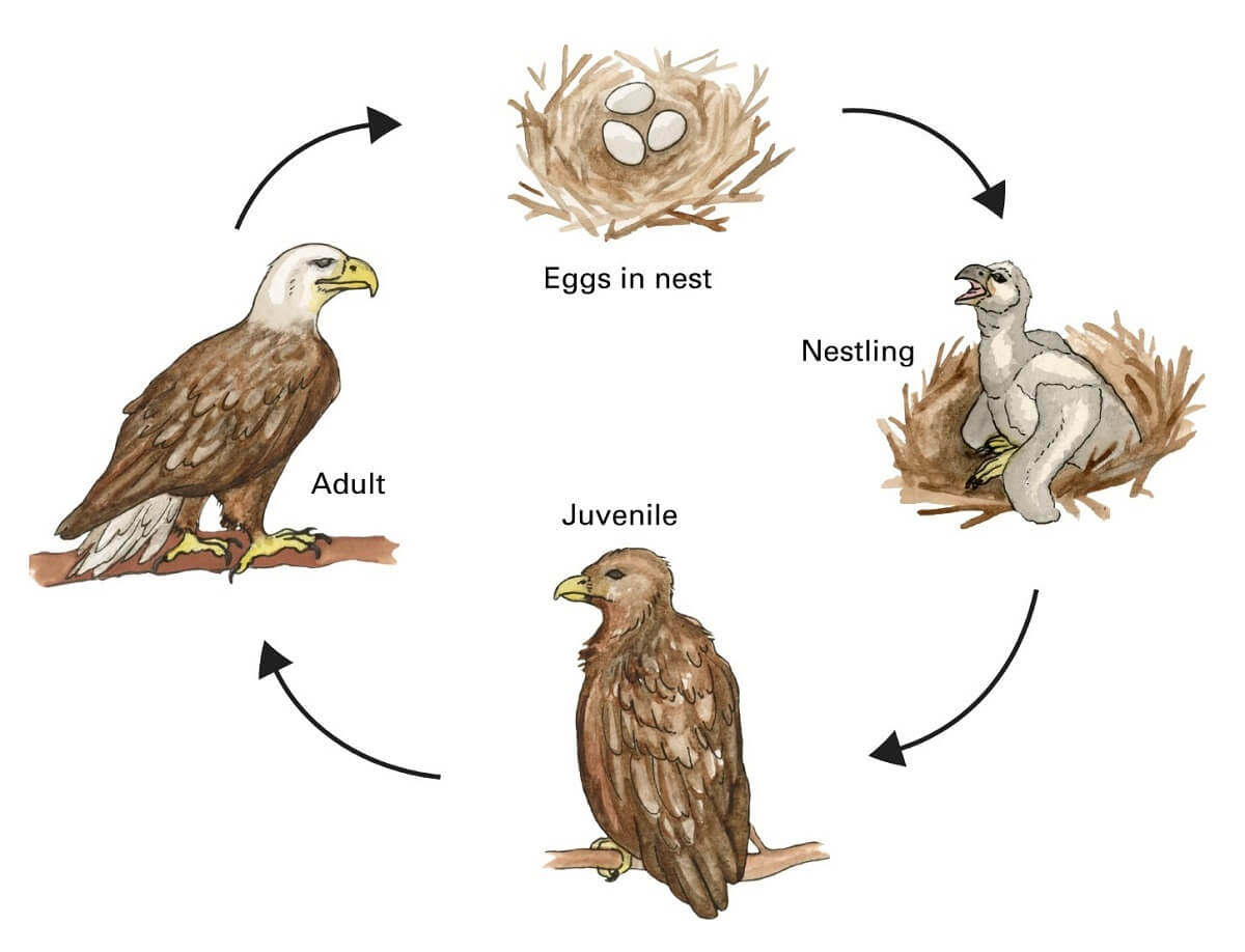 life cycle of an eagle