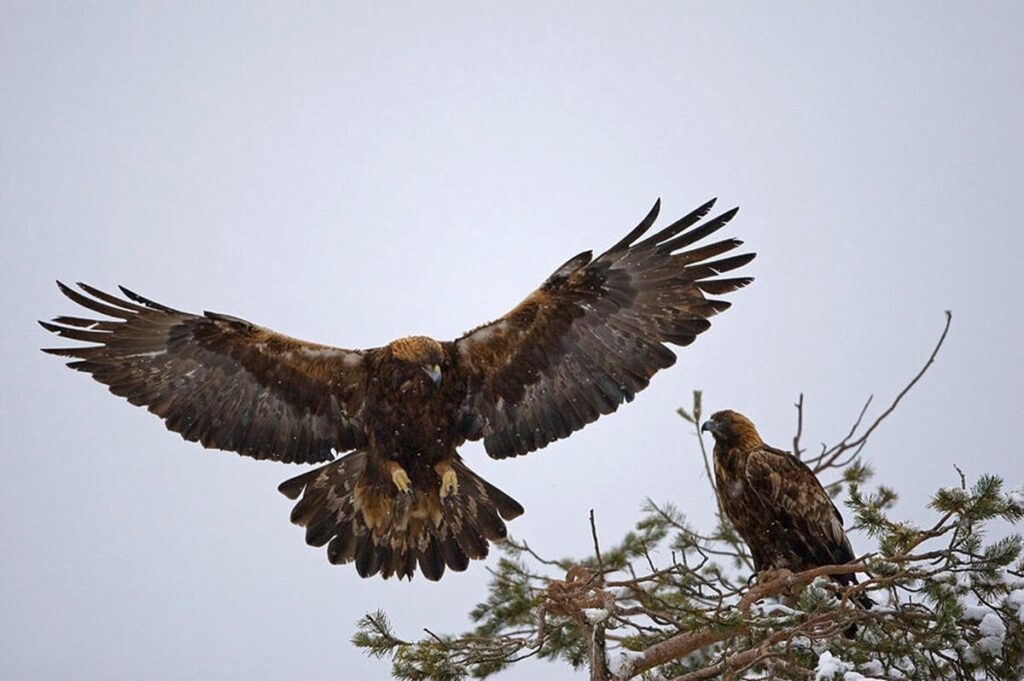 golden eagles