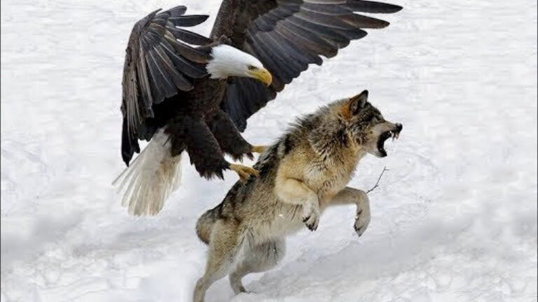 Eagle hunting prey: The Majesty of the Sky’s Apex Predator