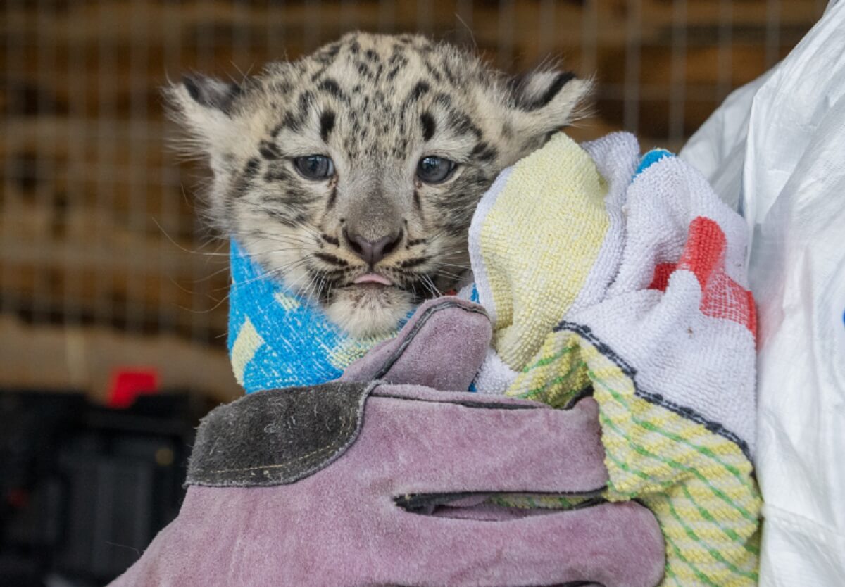 baby snow leopard