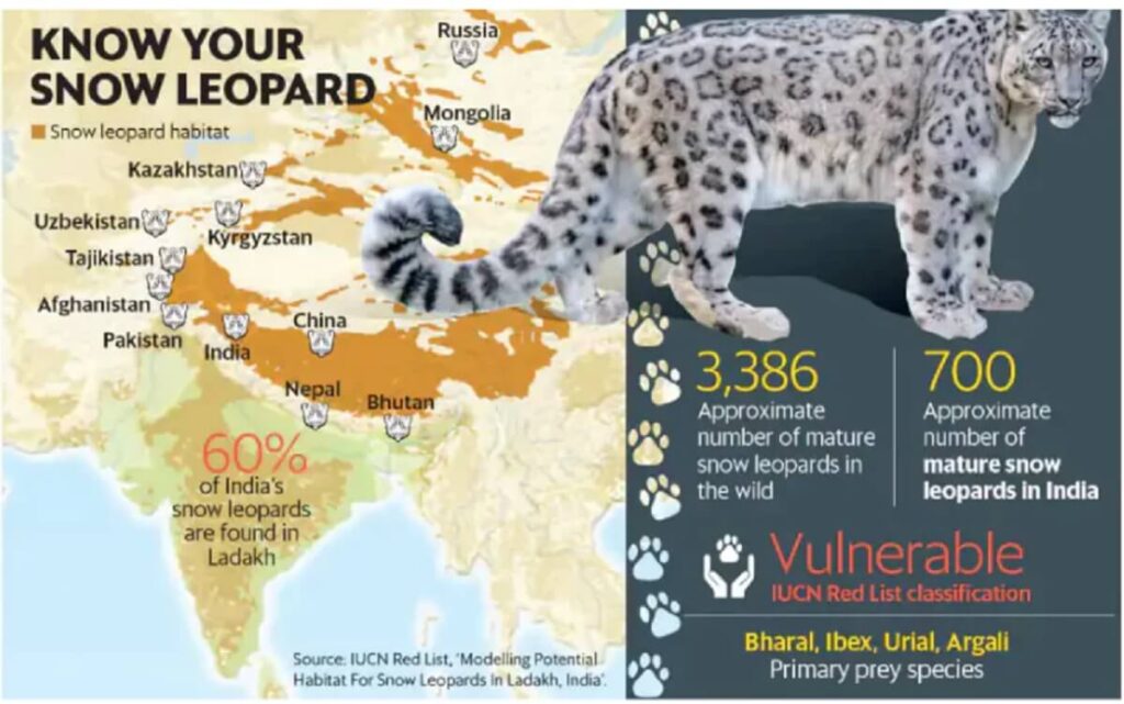 snow leopard population