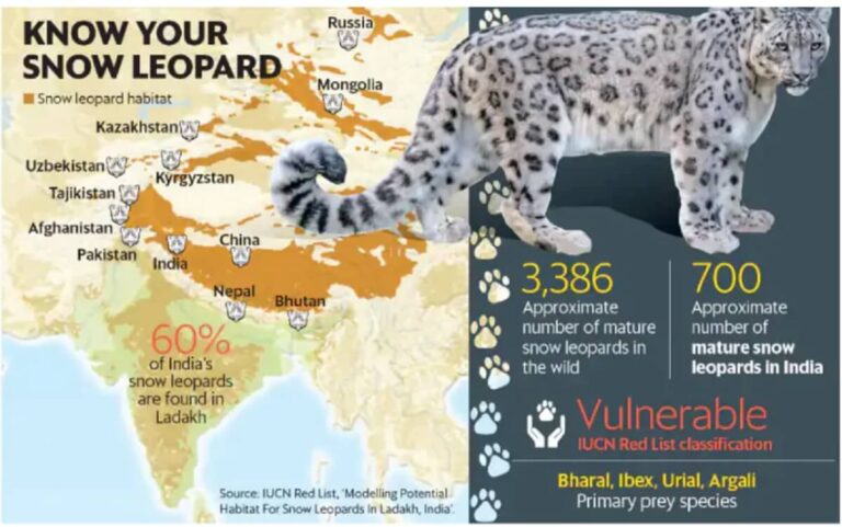 Snow leopard population in Mongolia