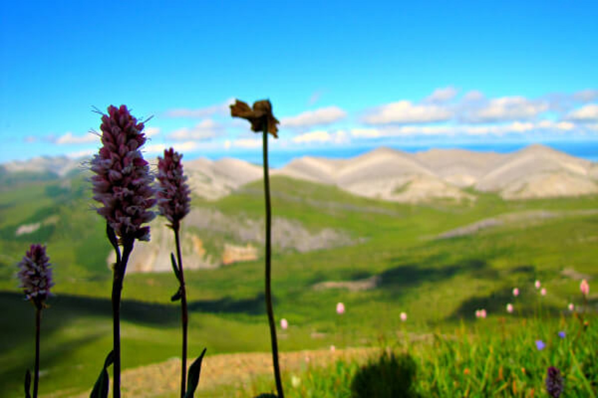 flora in khuvsgul