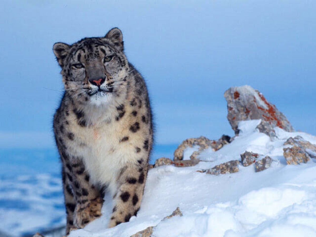 snow leopard