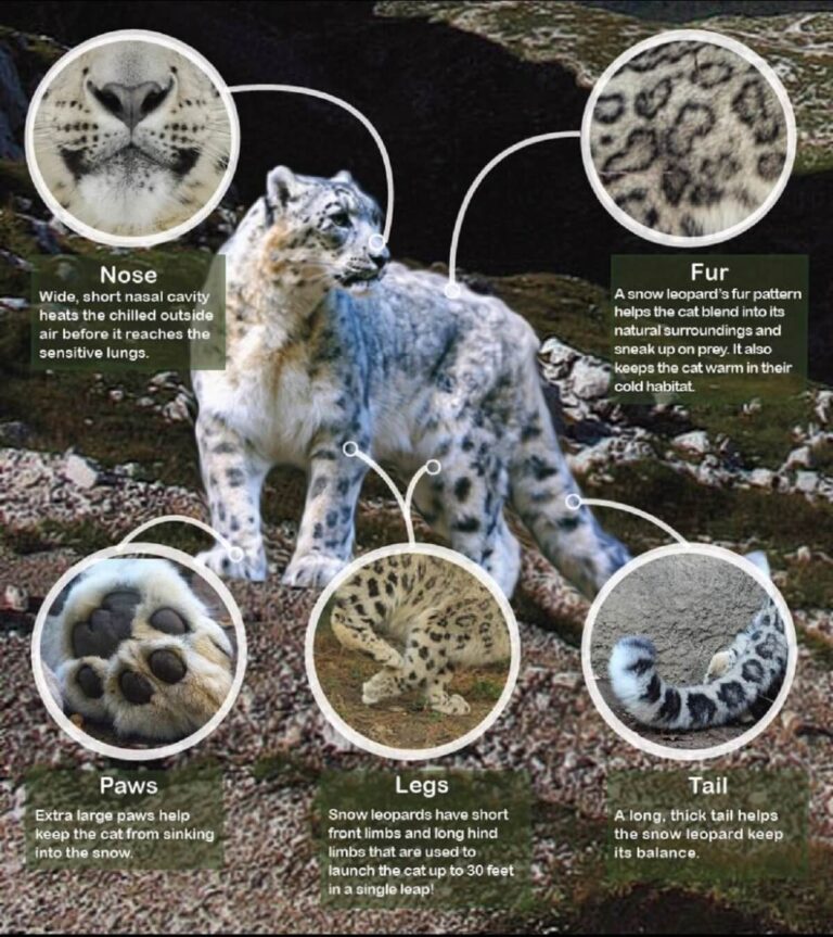 Snow leopard apperance