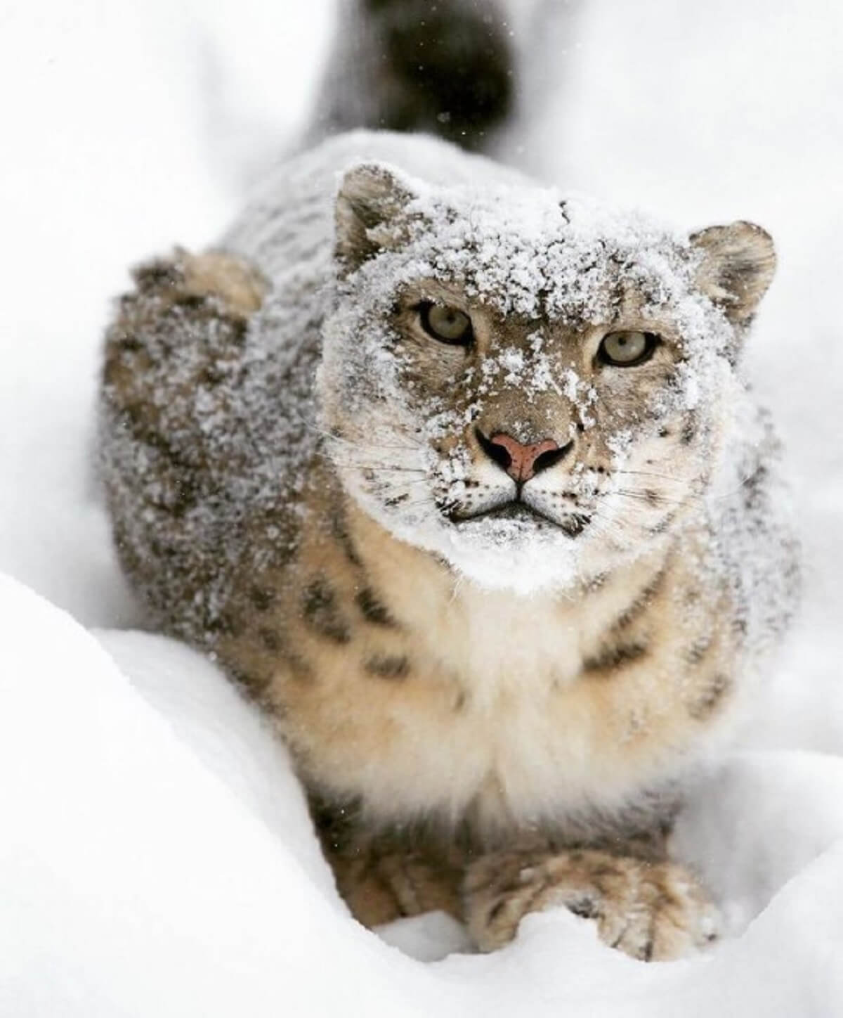 snow leopard