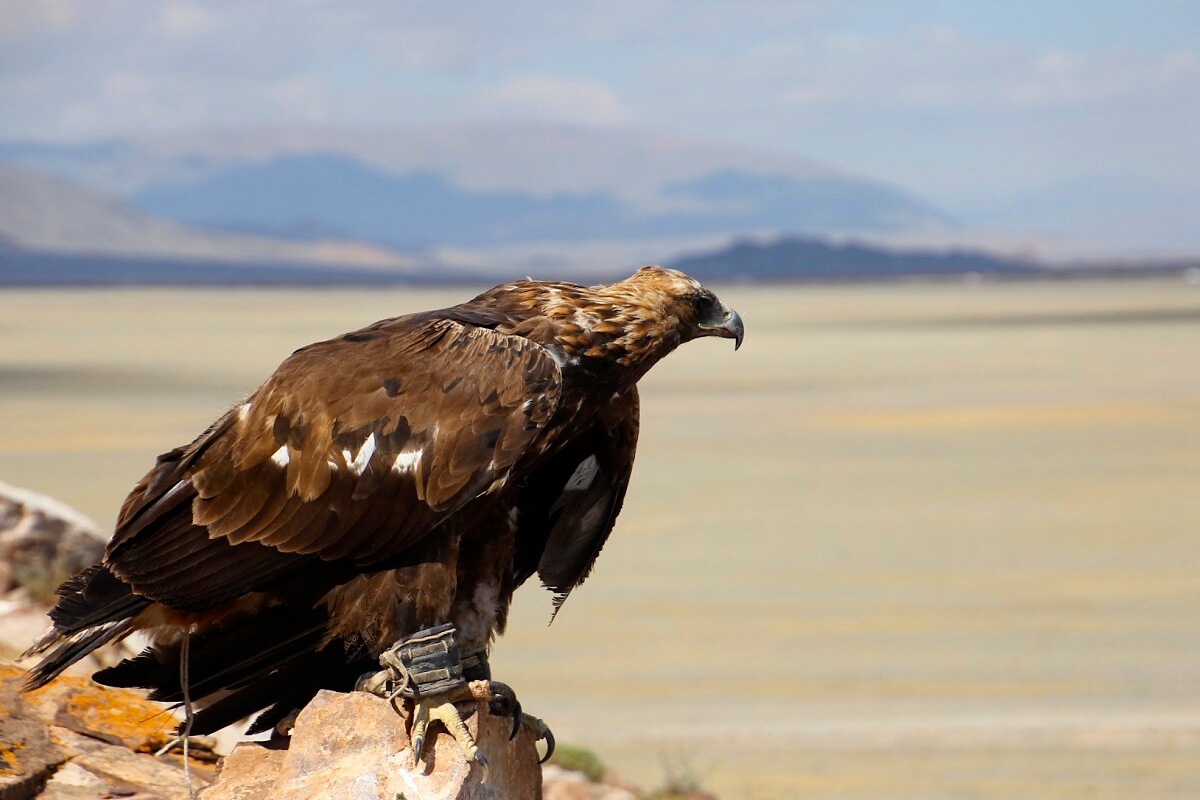 golden eagle