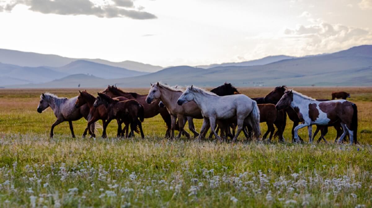 mongol horses