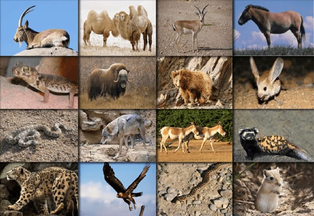 animals gobi