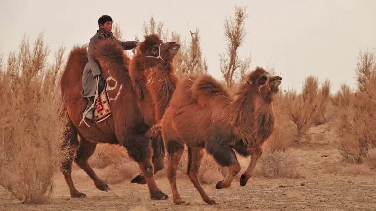 Camel Riding in the Gobi Desert