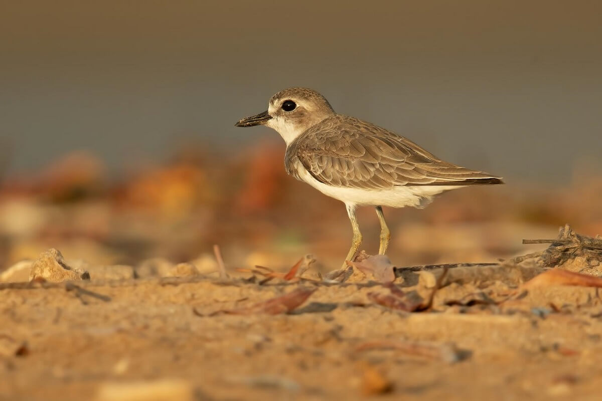 sand plover