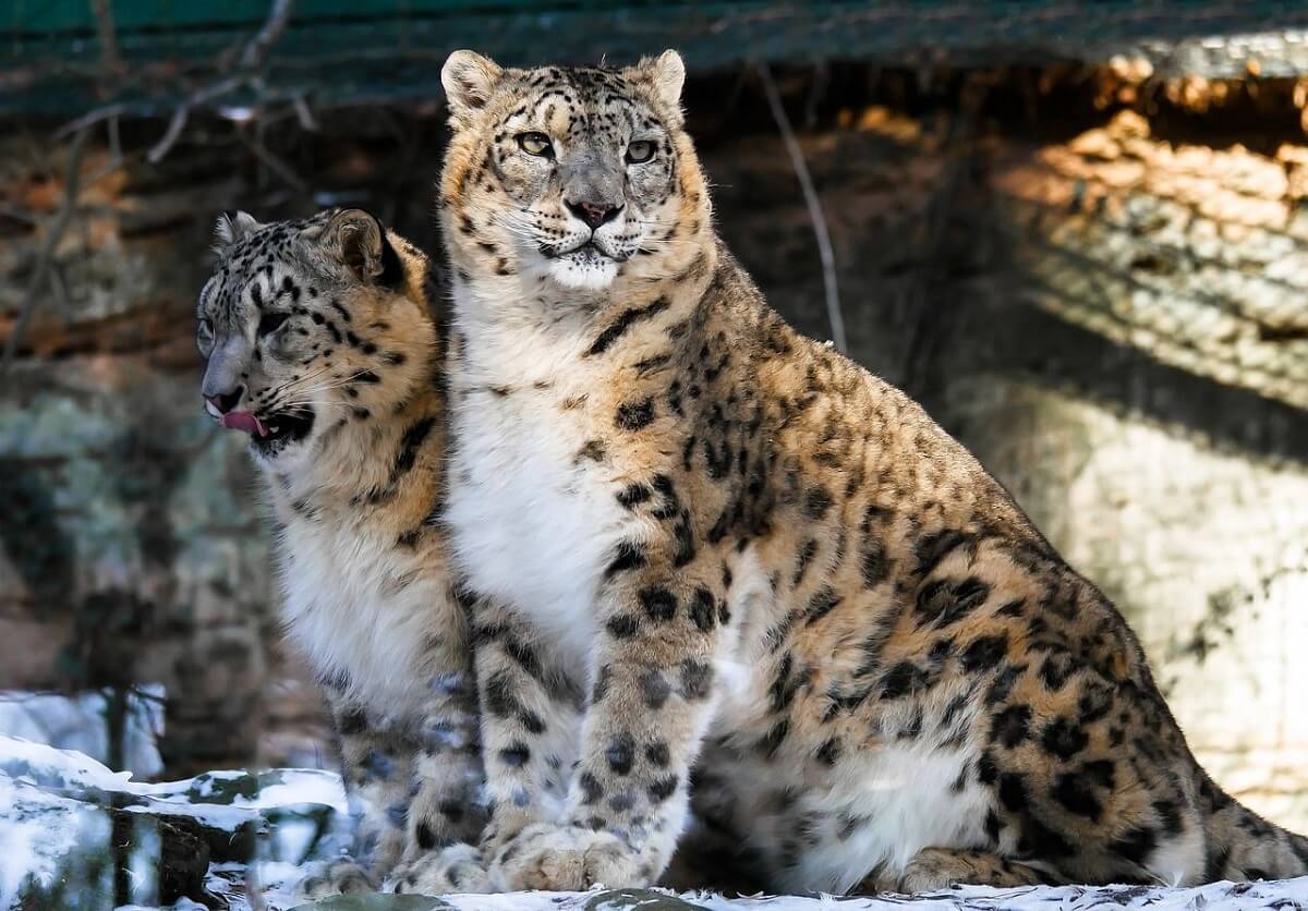 snow leopard