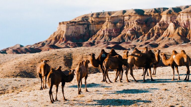 Top 5 Must-See Destinations in Mongolian Gobi Desert